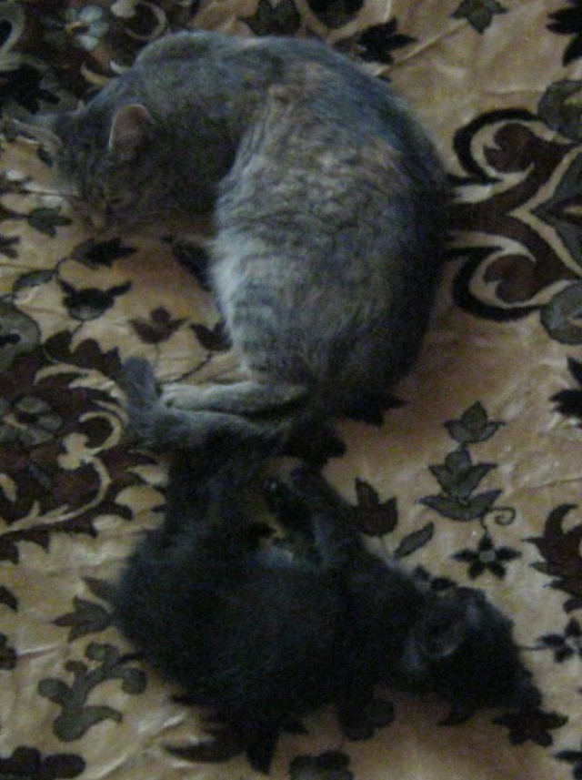 Котовторник 05.08.2014