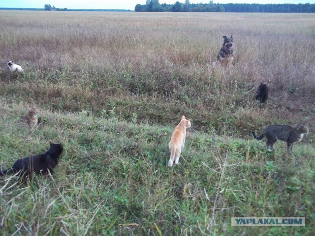 Жизнь домашнего приюта для котеек 23