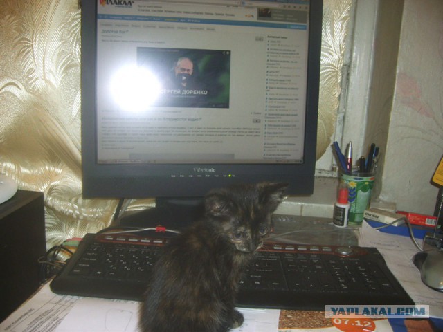 подскажите "котовладельцы"