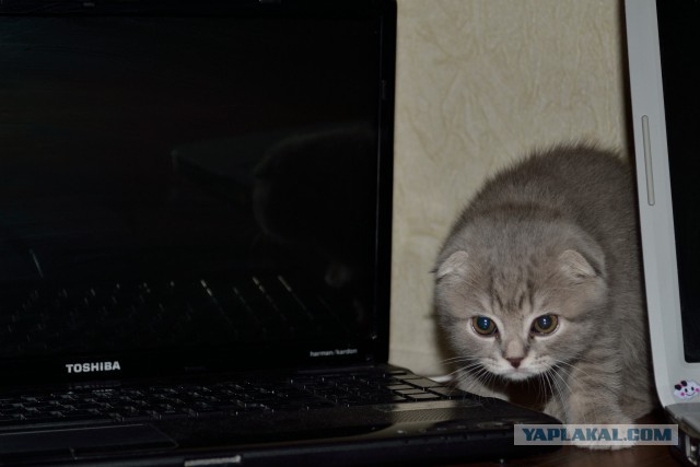 Котовторник 28.10.2014