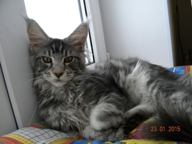 Котовторник