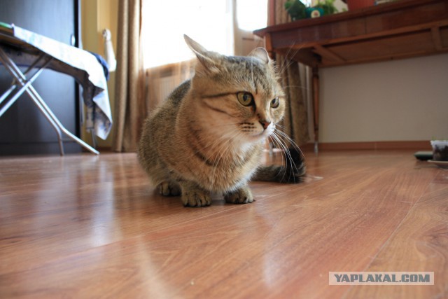 Котовторник.