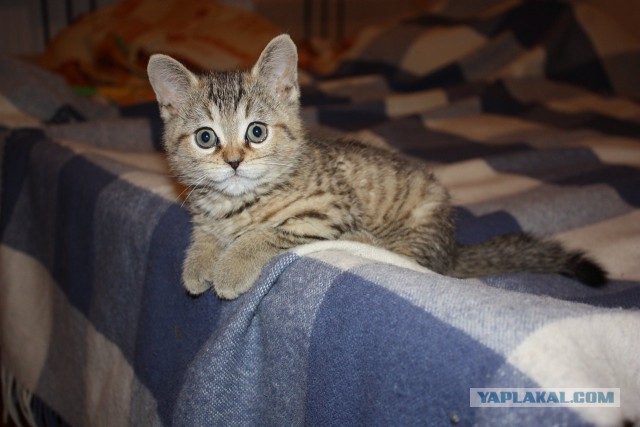 Котовторник 24.03.2015