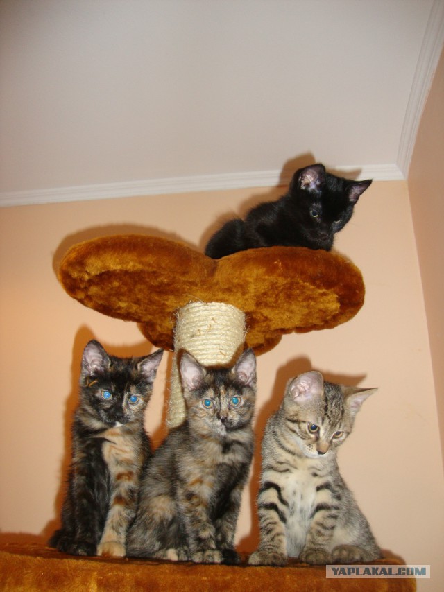 Котовторник 30,06, 2015
