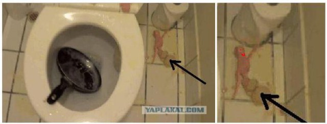 Картинки + гифки.