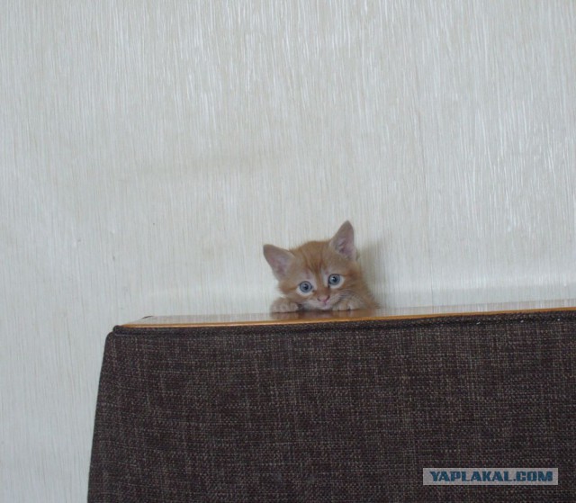 Котопост