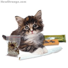 Коты, кошки, котята