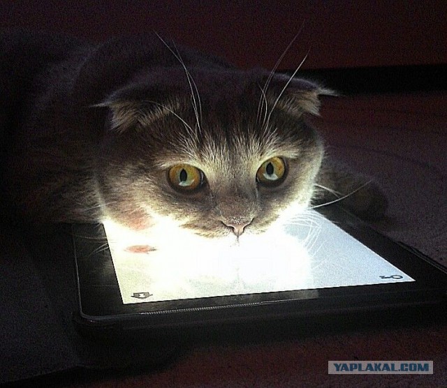 Котовторник