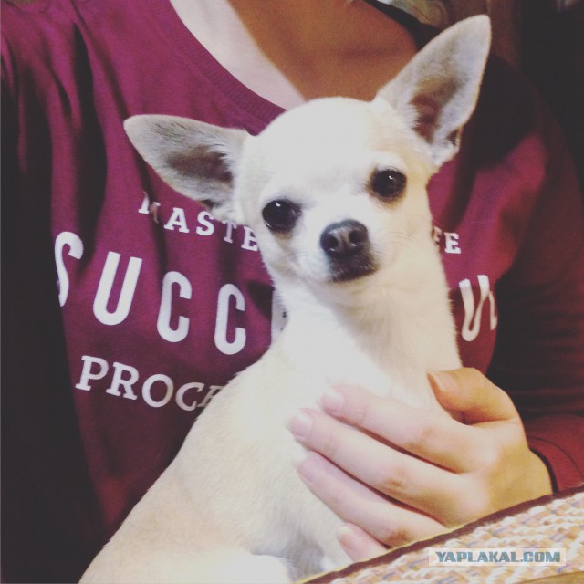 Собакочетверг же, ау!