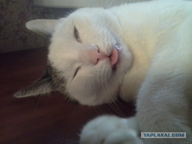 Котооо-о-о-вторник