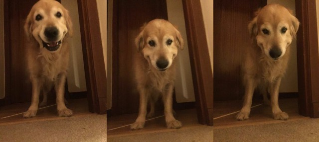 Животные, которые никогда не унывают