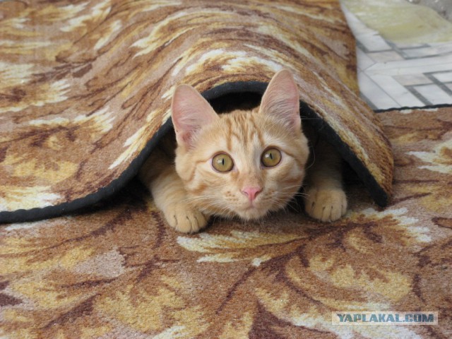 Коты в засаде