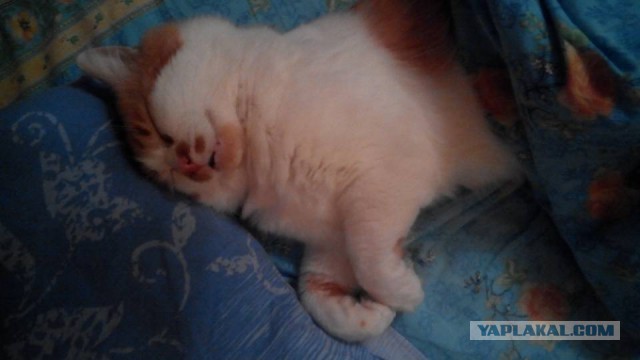Котовторник 16.02.16