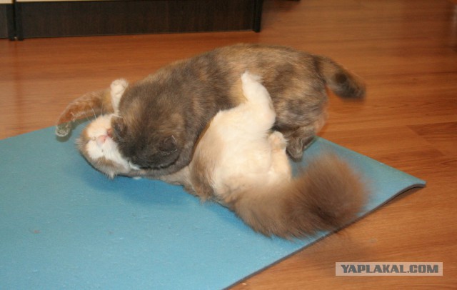Котовторник 22.03.2016