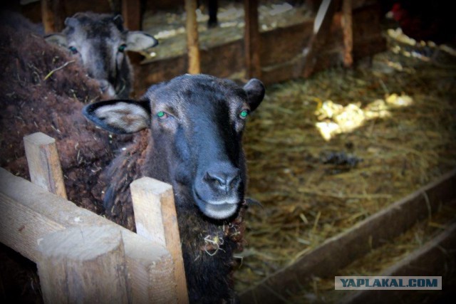 Сельскохозяйственный эксперимент ч. 7