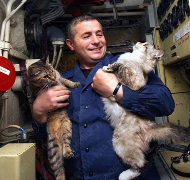 Коты Северного флота