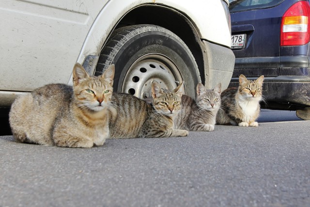 Коты из сети