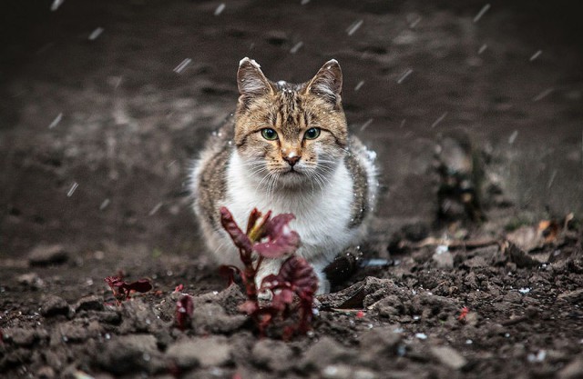 Потрясающие портреты животных украинского фотографа
