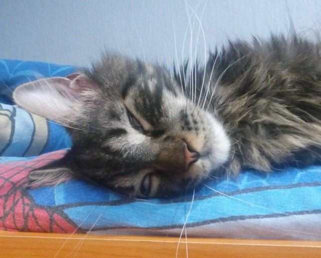 Котовторник 13.12.2016