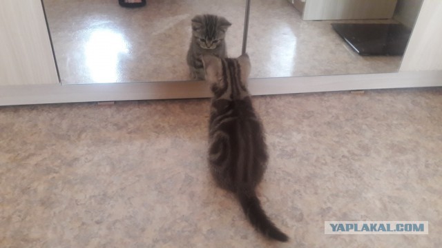 Котовторник  14.02.2017