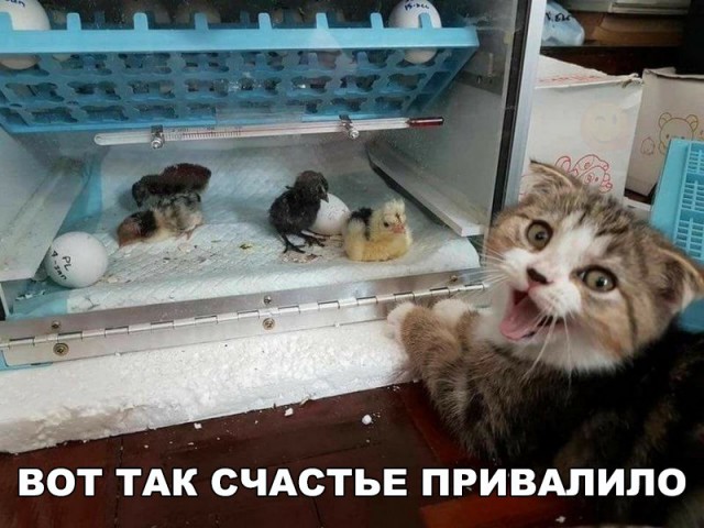 Коты и Кошки