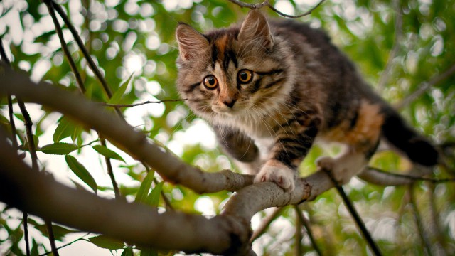 Коты и Кошки
