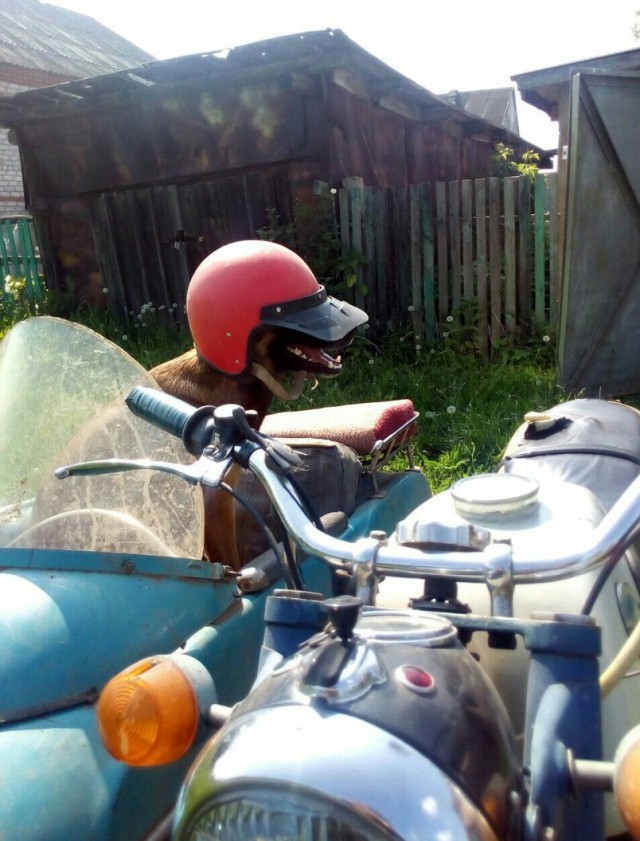 Картинок всяких