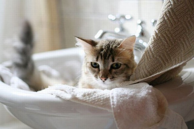 Коты и Кошки