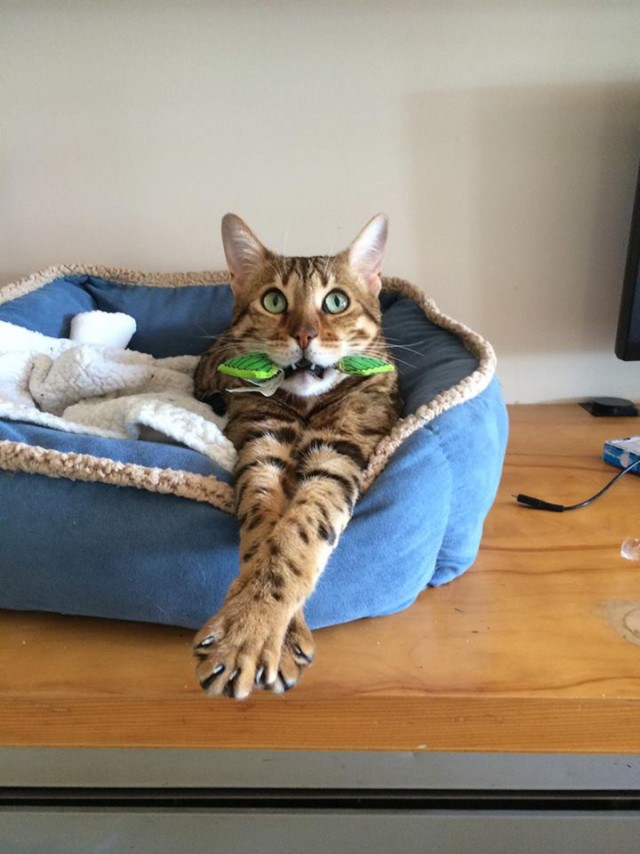 Коты и Кошки