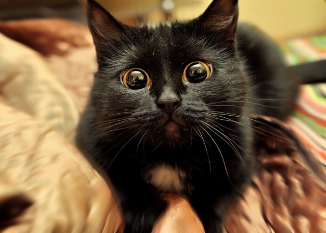 Коты и Кошки