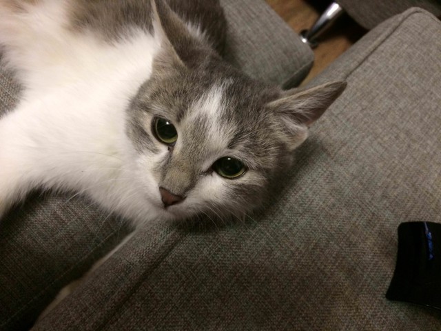 Коты и Кошки