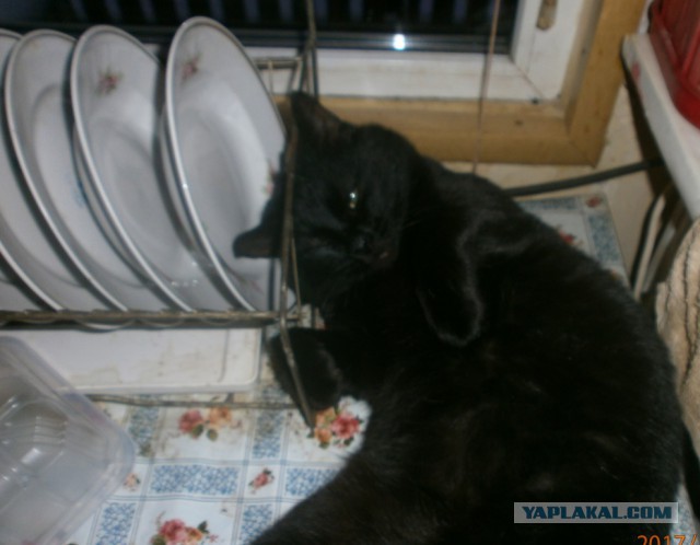 Котовторник!