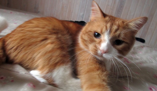 Котовторник 20.02.18