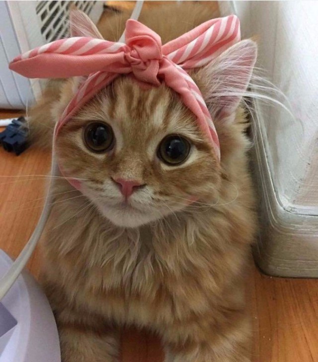 Живность из сети