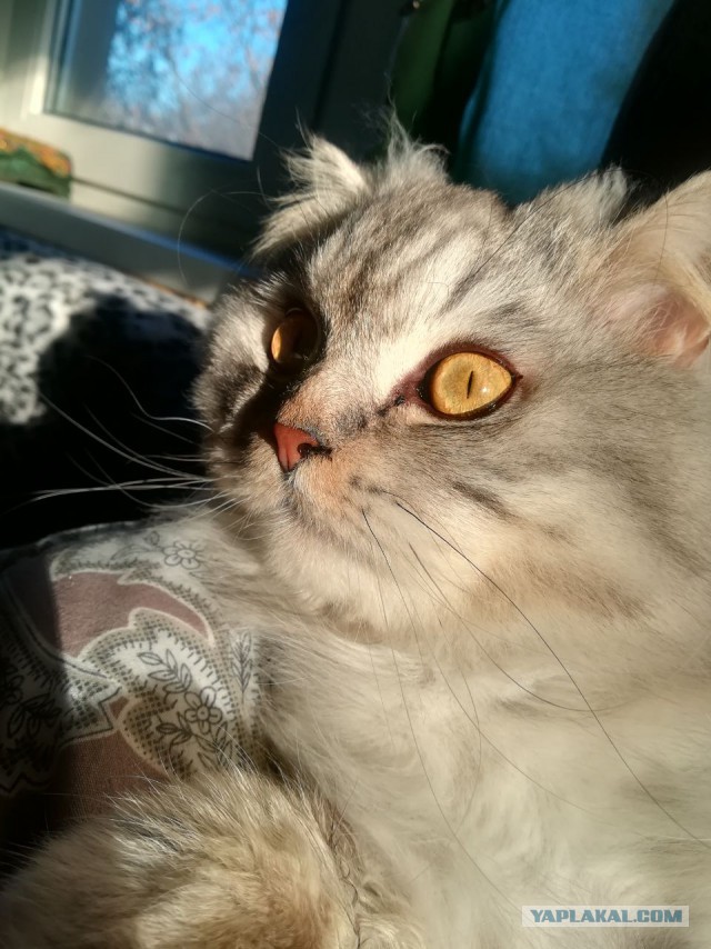 Котовторник 13.03.2018