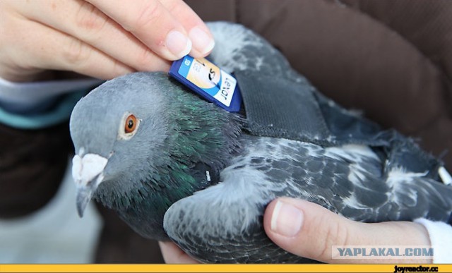 WhatsApp может быть заблокирован на территории России уже летом