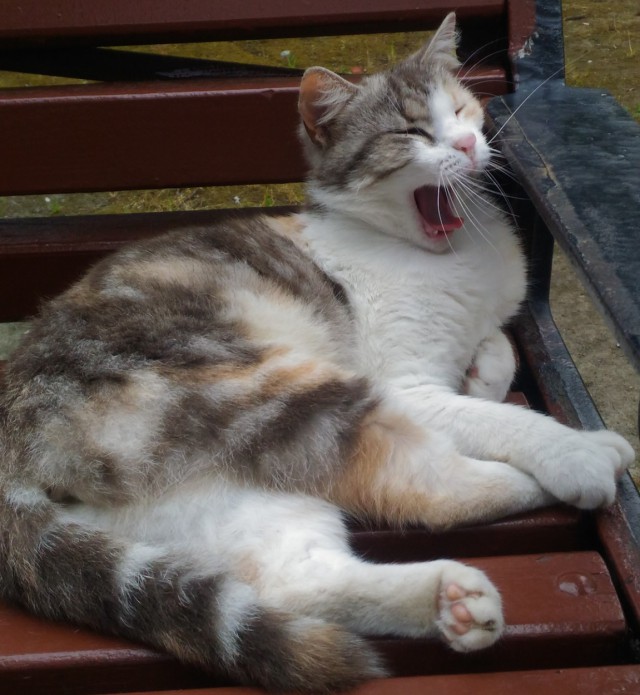 Котовторник 05.06.2018