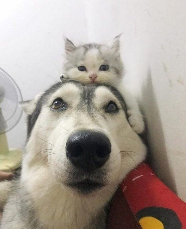Живность из сети