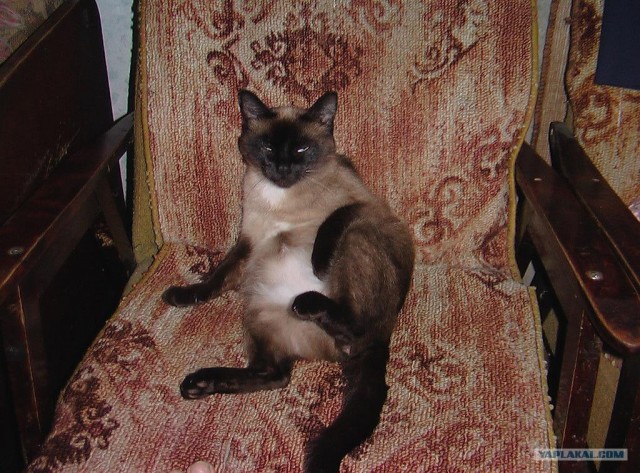 Котовторник на ЯПлакалъ
