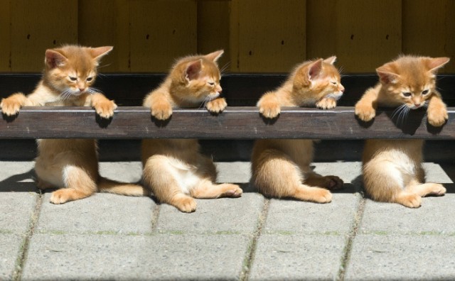 А как же котовторник?