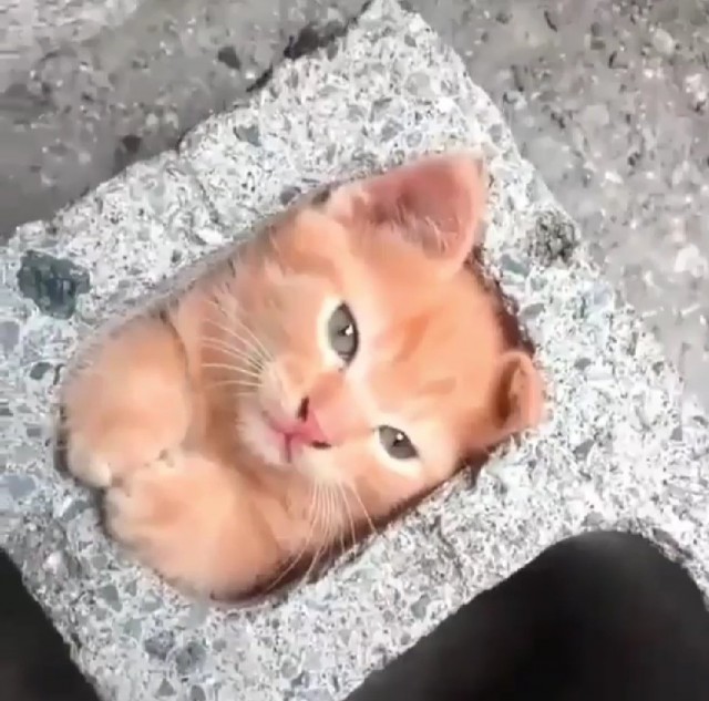 Почему кошки так любят коробки?