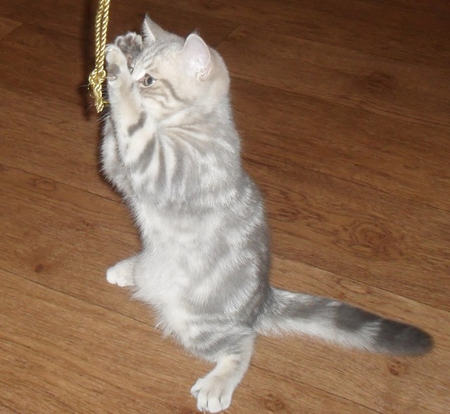 Котовторник. А как же?!