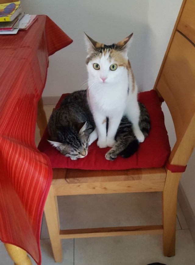 Прикольных котов пост