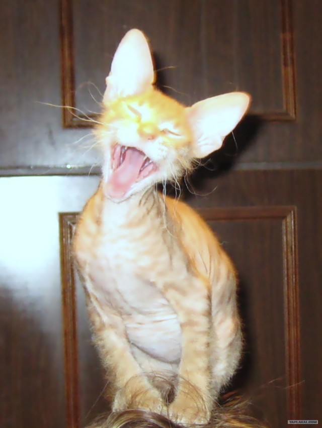 Котовторник так котовторник!