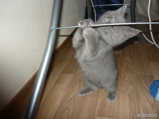Котовторник 1.11.11