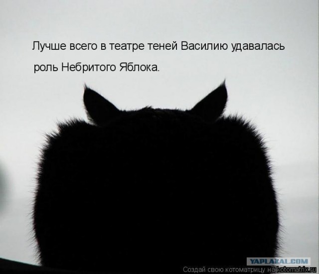 Кошкаворон