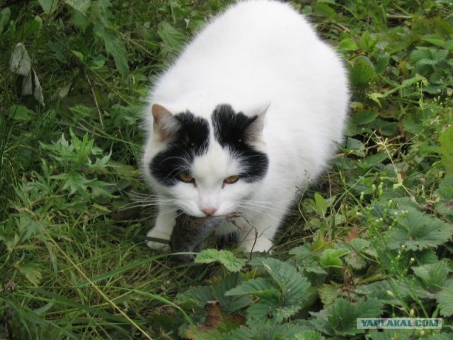 Котовторник 27.12.11