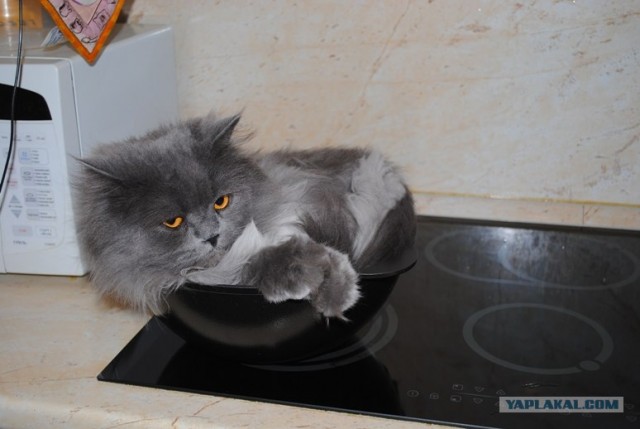Котовторник (14.02.2012)