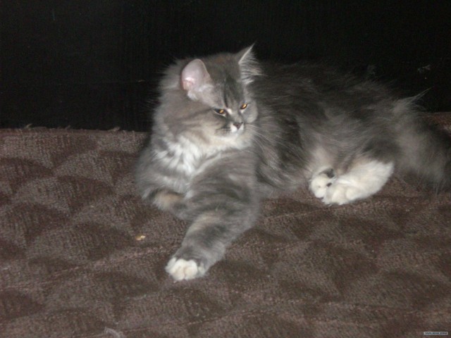 КОТОВТОРНИК (6.03.2012)
