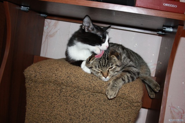Котовторник 10.04.2012